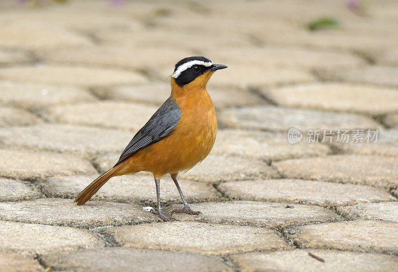 White-browed Robin-Chat